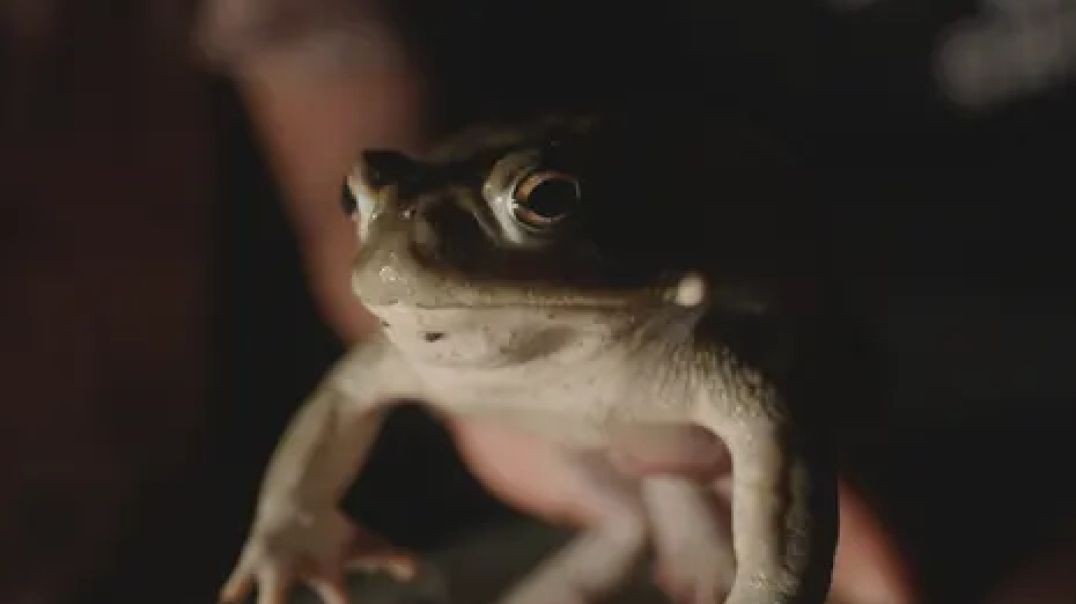 ⁣Can Mexico's psychedelic toad drug help mental health problems_ _ Unreported World