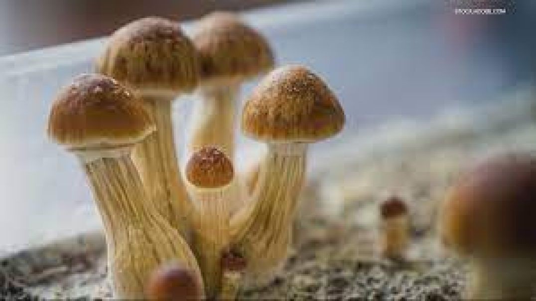 ⁣Oregon's rollout of psilocybin therapy has been slow, but for good reason