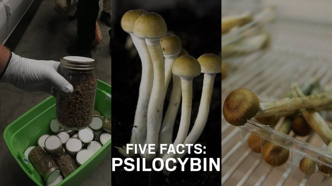 ⁣Five Facts_ Psilocybin mushrooms